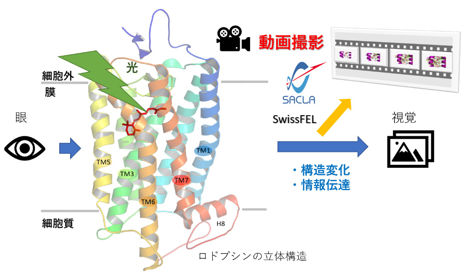 今回の研究成果の概略図